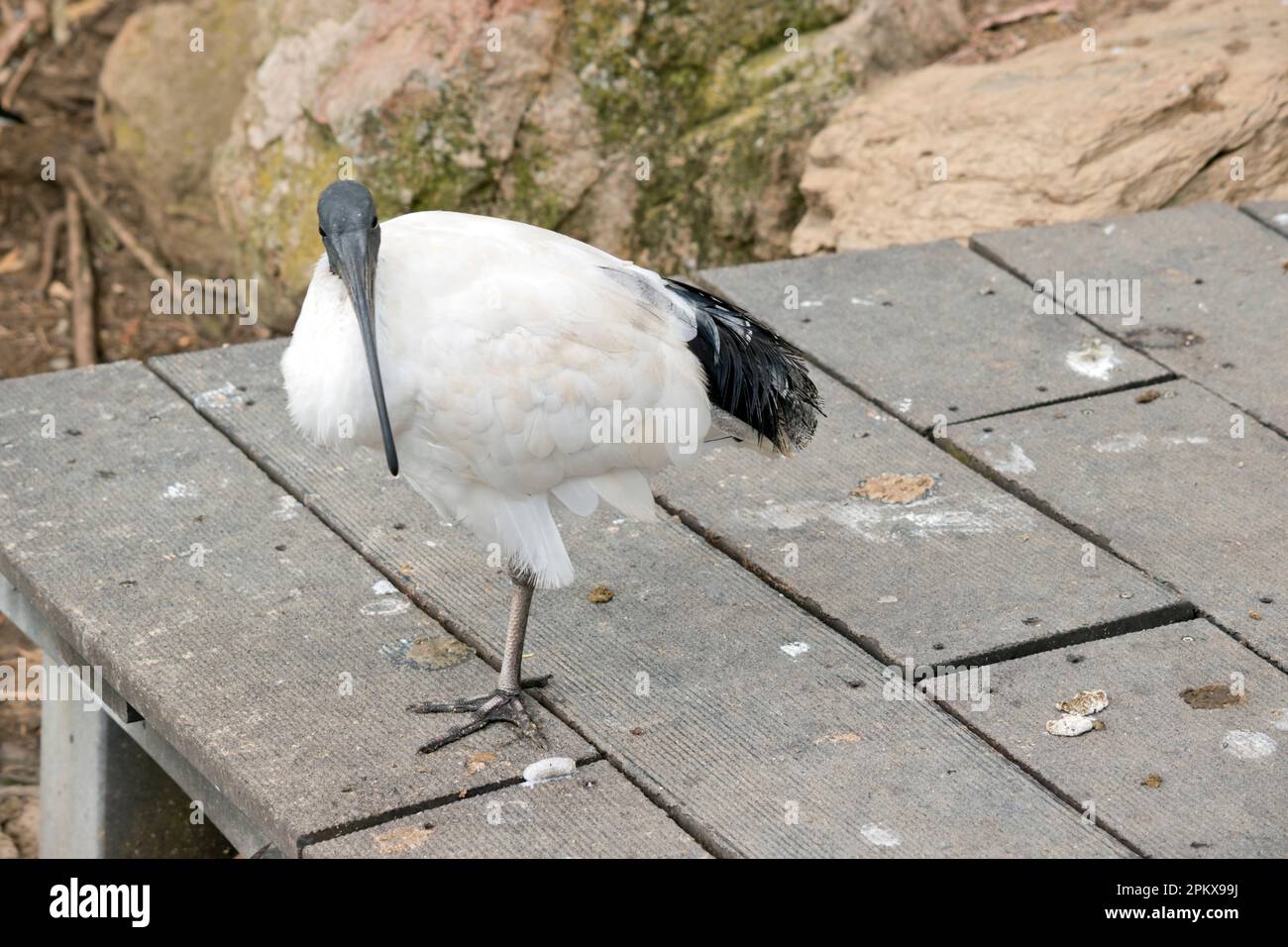 Das Australian White Ibis zeichnet sich durch vorwiegend weißes Gefieder mit federlosem schwarzem Kopf, Hals und Beinen aus. Die Rechnung ist auch schwarz Stockfoto