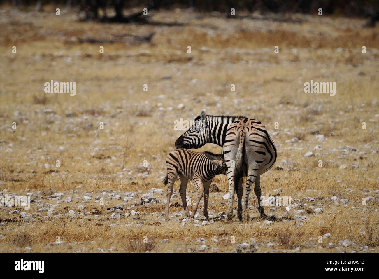 Pflege von Zebrafoal im Etosha-Nationalpark Stockfoto
