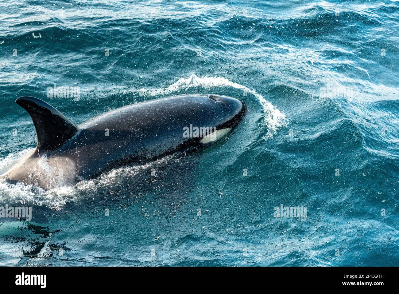 Killerwale (Orcinus orca, weiblich) vor Rausu, Hokkaido, Japan. Stockfoto