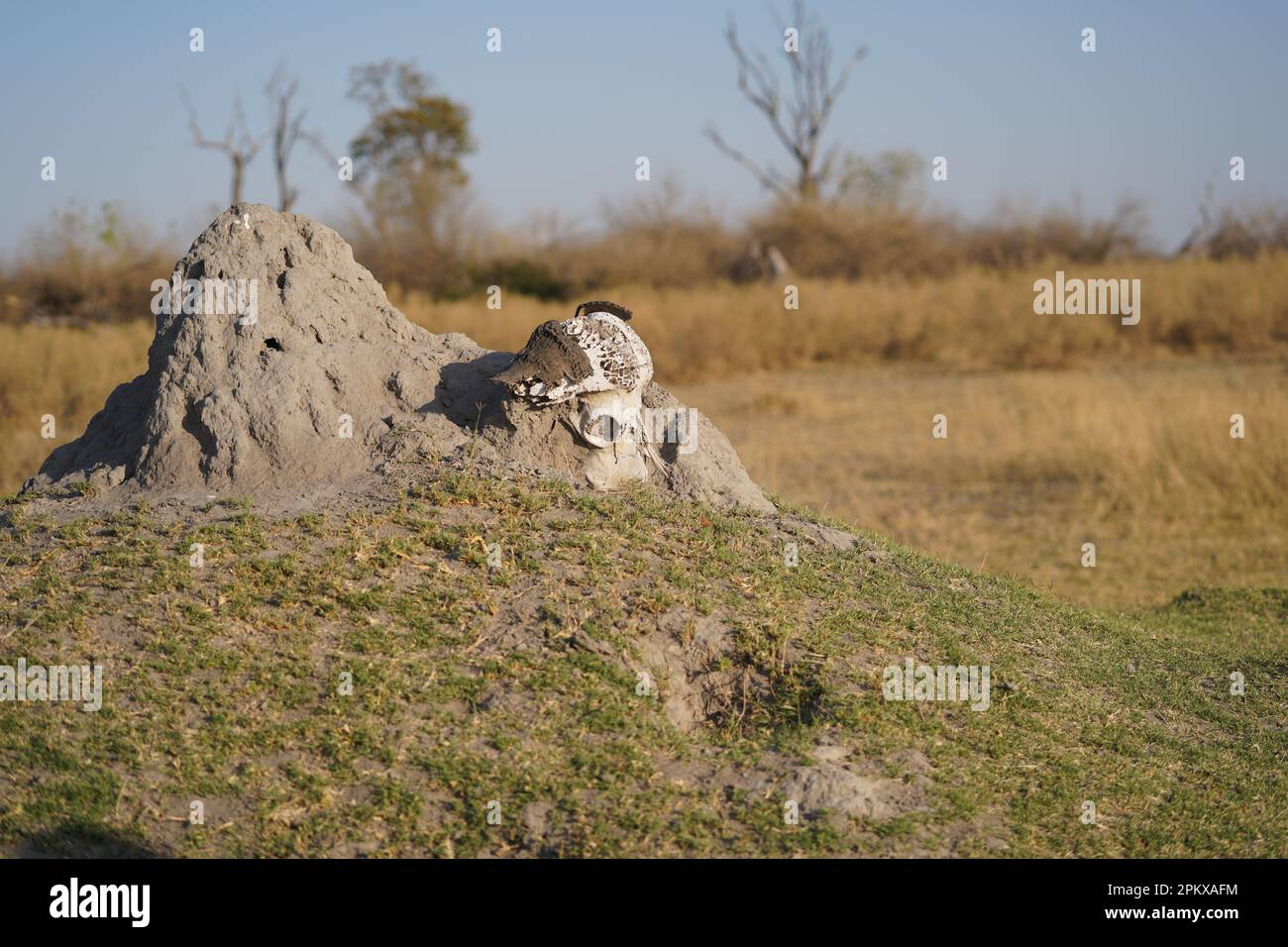 Büffelschädel in den Ebenen des Okavango-Deltas Stockfoto