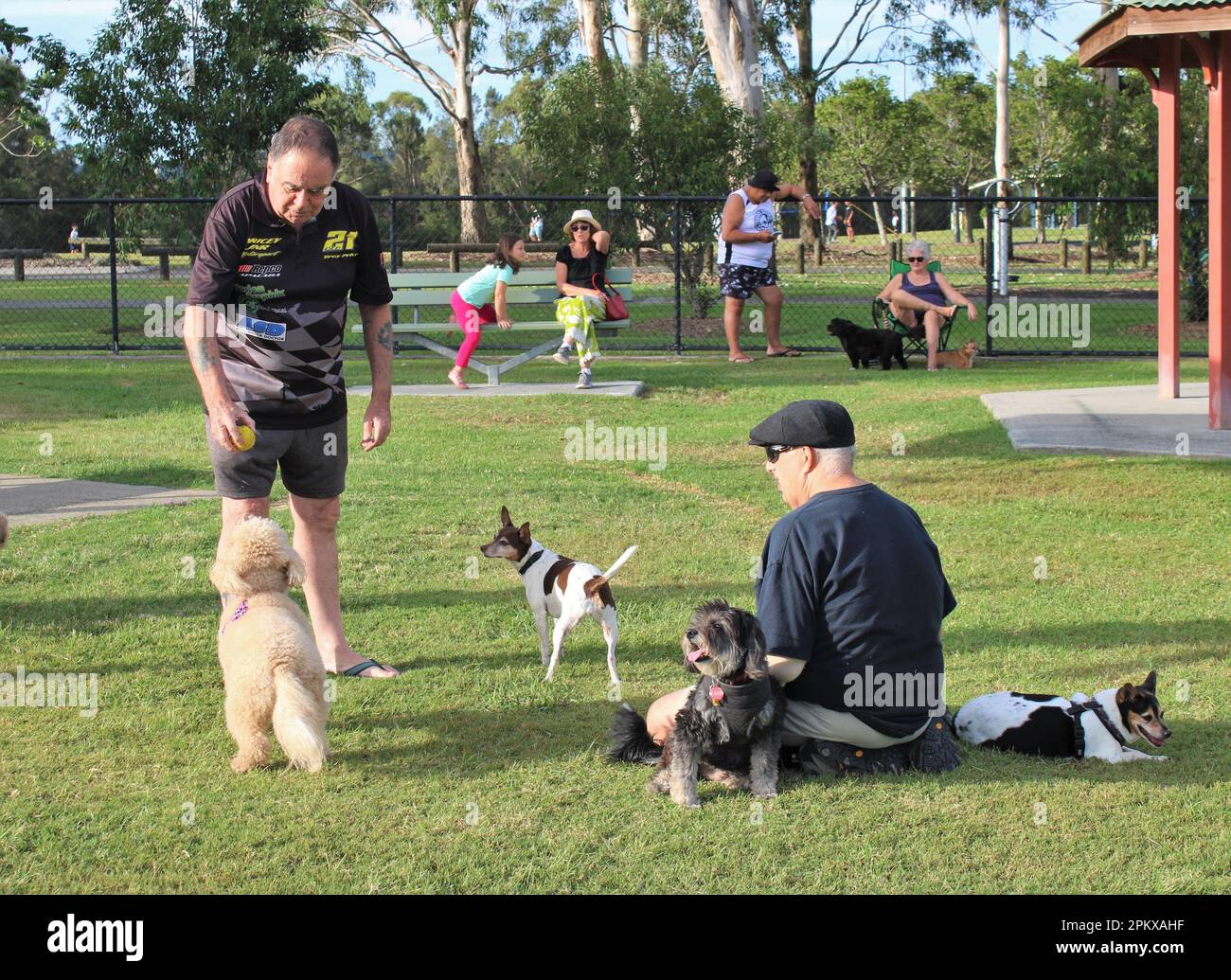 Riverdale Small Dog Park, Logan City, Queensland, Australien. Gruppenfreudigkeit für mehrere Generationen in einem Hundegehäuse ohne Leine. Stockfoto