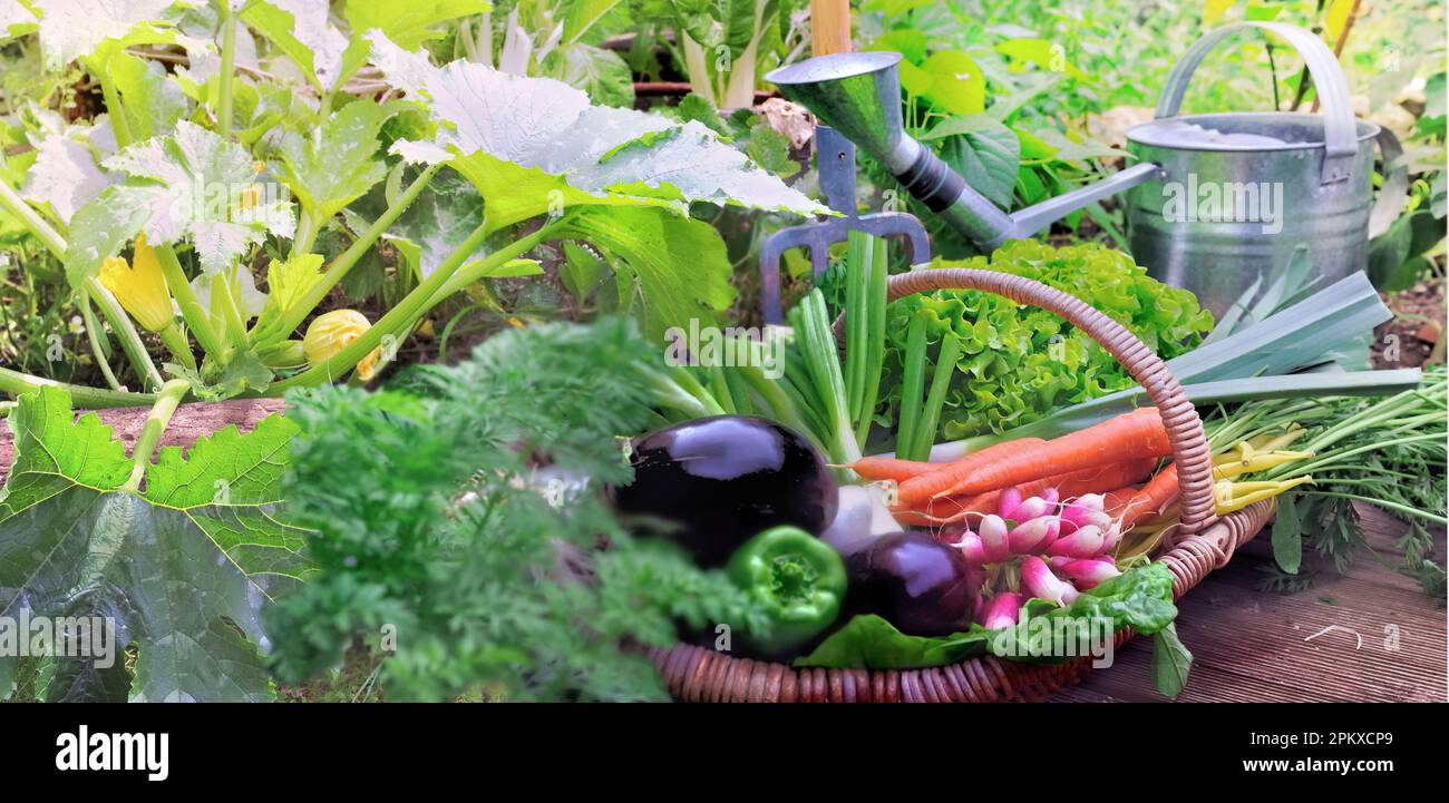 Frisch geerntetes Gemüse aus dem Garten in einem Korb mit Laub und Gießkanne Stockfoto