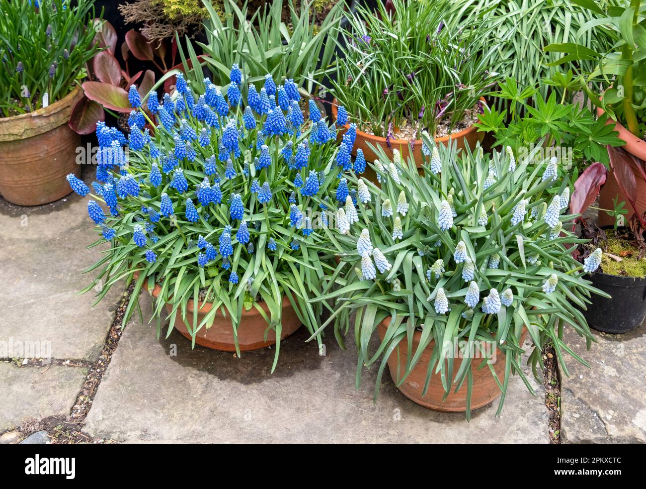 Frühlingstopf Pflanzen auf einer Terrasse. UK Stockfoto