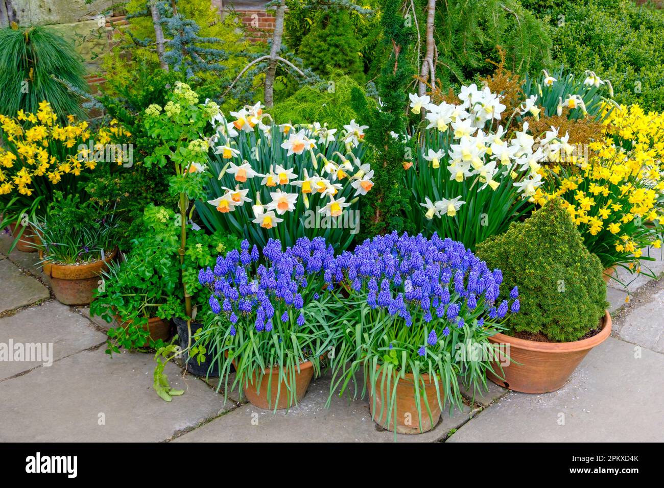 Frühlingstopf Pflanzen auf einer Terrasse. UK Stockfoto