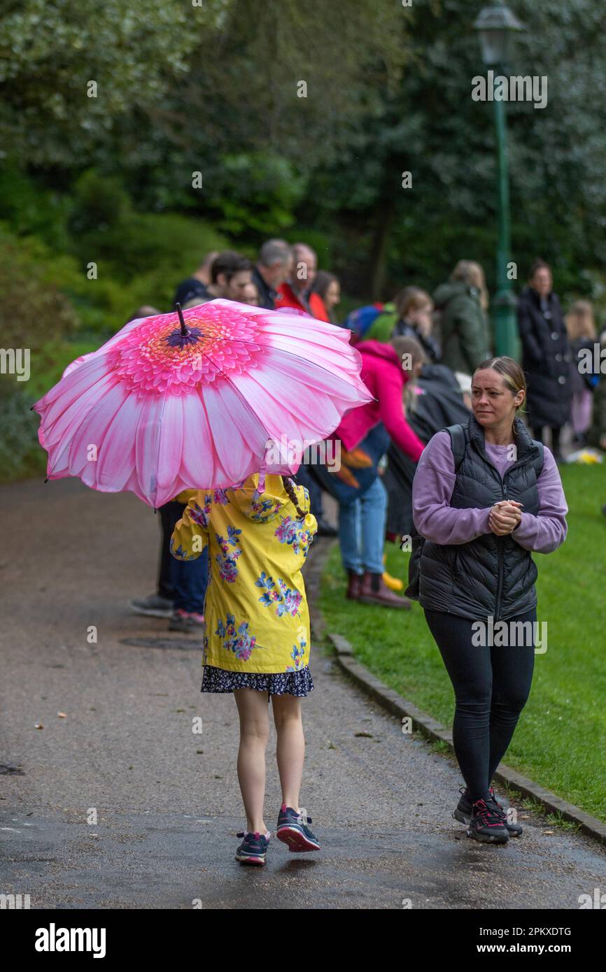 Preston Lancashire. Wetter in Großbritannien. 10. April 2023 Fröhliches junges Mädchen mit gelbem Oberteil und rosafarbenem Blütenschirm am Ostermontag beim Eierrollen im Avenuam Park, eine Tradition, die bis ins Jahr 1867 zurückreicht. Kinder Rollen ihre Eggs die Hügel hinunter und sehen, wer ihre am weitesten entfernt, ohne dass sie kaputt gehen. Credit MediaWorldmages/AlamyLiveNews Stockfoto