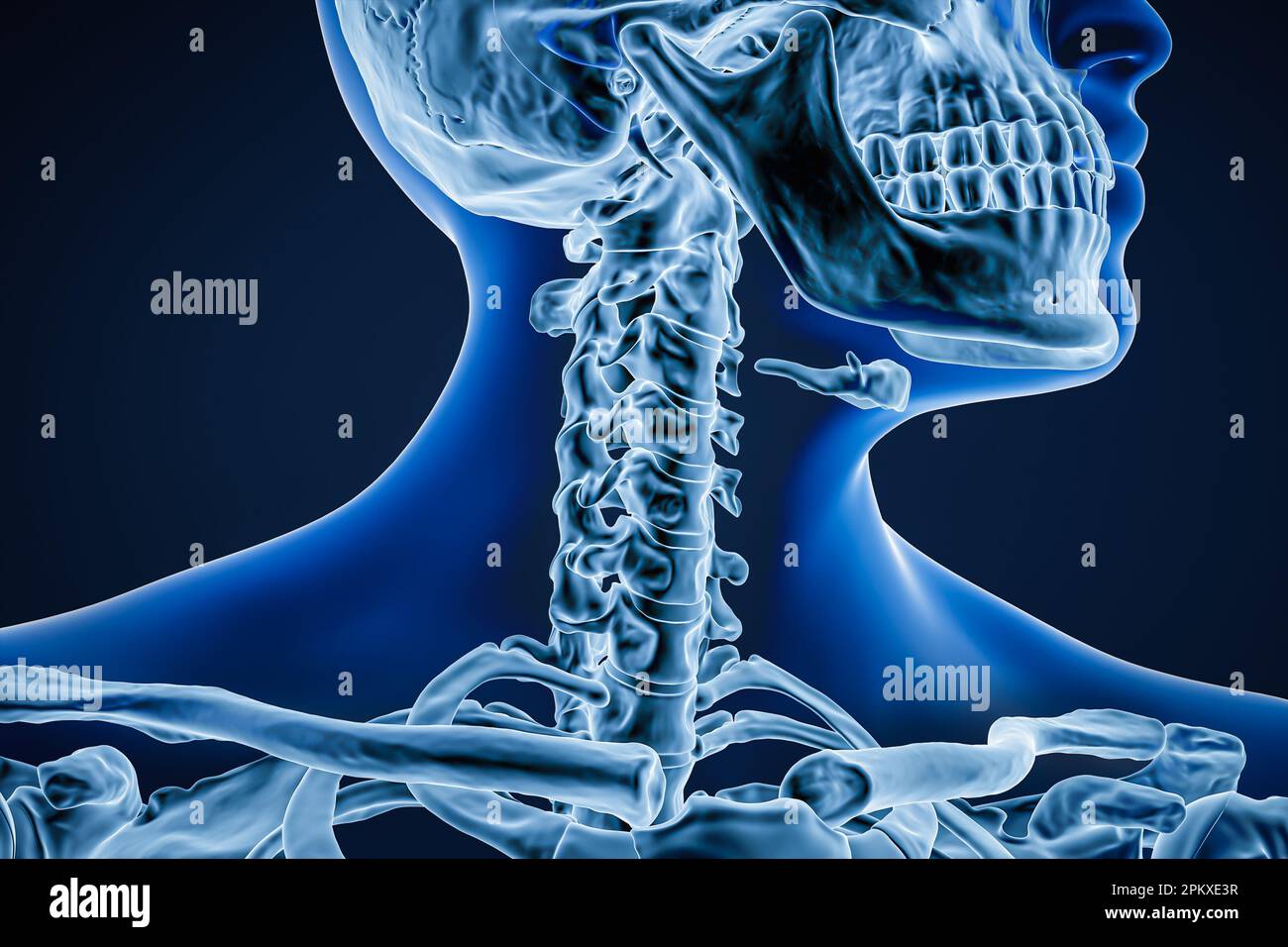 Anteriore oder Vorderansicht der Halswirbelknochen mit adulten männlichen Körperkonturen 3D-Darstellung. Menschliche Skelettanatomie, Osteologie, Wissenschaft Stockfoto