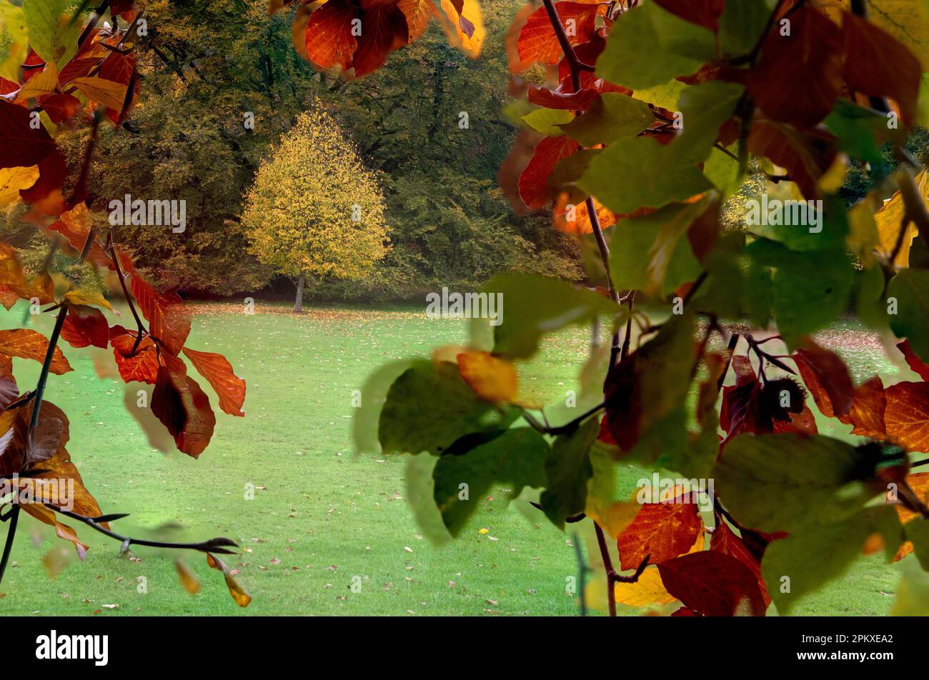 Ein Herbstbaum mit einem Rahmen aus Herbstblättern mit absichtlicher Kamerabewegung in einem britischen Park. Stockfoto