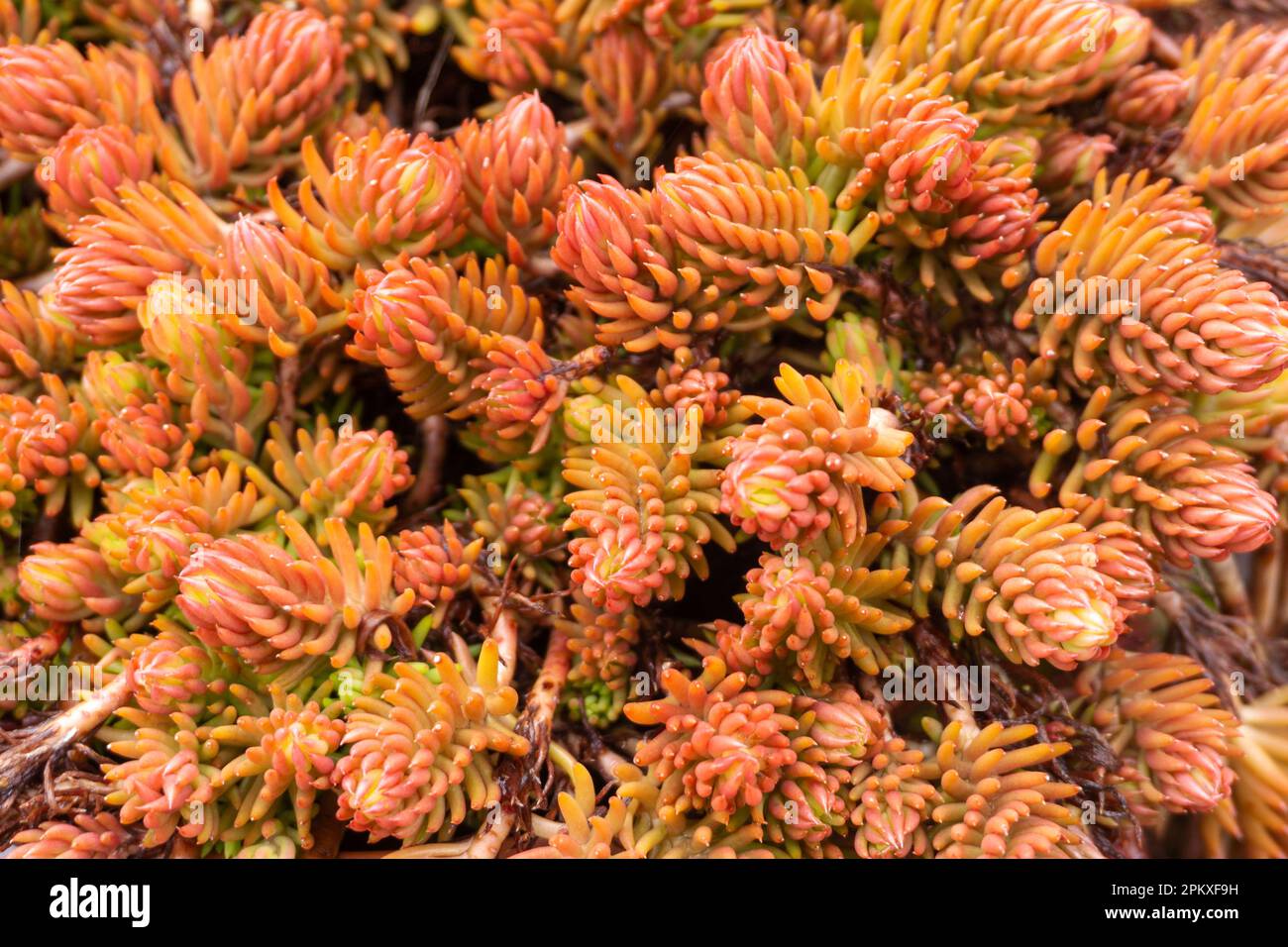 Stonecrop, eine Art Sedum-Pflanze für die Landschaftsgestaltung. Stockfoto