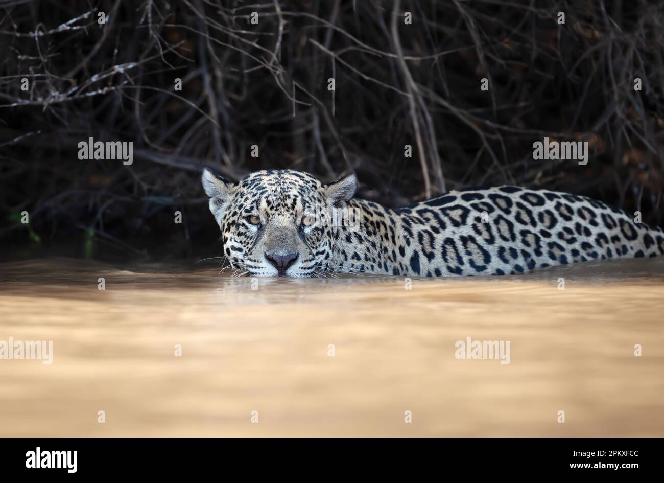 Nahaufnahme eines Jaguar, der in einem Fluss in Pantanal, Brasilien jagt. Stockfoto