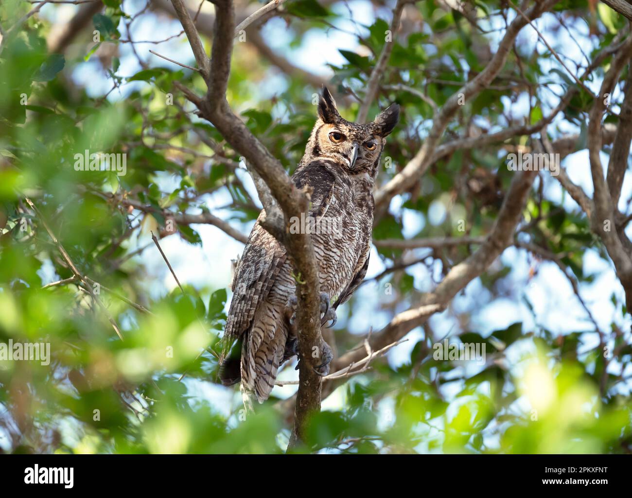 Nahaufnahme der Großen Eule, hoch oben in einem Baum, Pantanal, Brasilien. Stockfoto