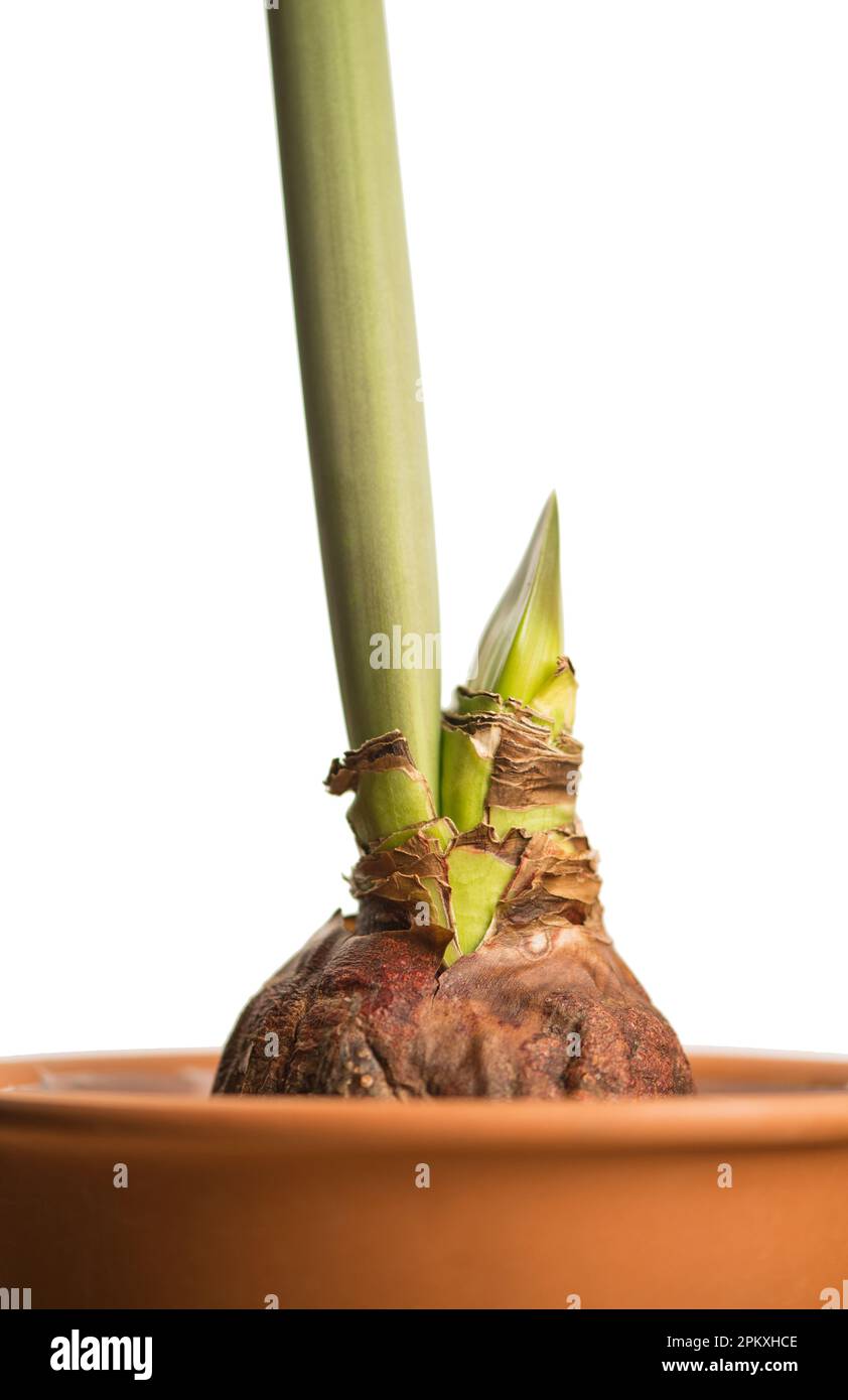 Rosafarbene Amaryllis-Blüten isoliert auf weißem Hintergrund, mit Schnittweg Stockfoto