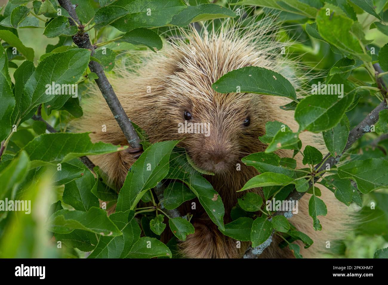 Ein Stachelschwein in einem Apfelbaum in Massachusetts Stockfoto