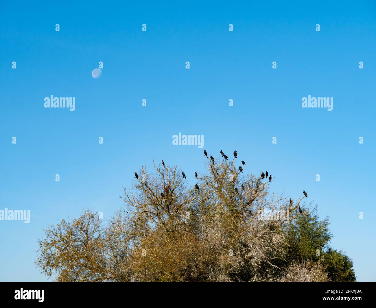 Gruppe von Kormoranen in Baumkronen gegen wolkenlosen blauen Himmel mit Mond, Naturschutzgebiet Dakhorst, Wierden, Overijssel, Niederlande Stockfoto