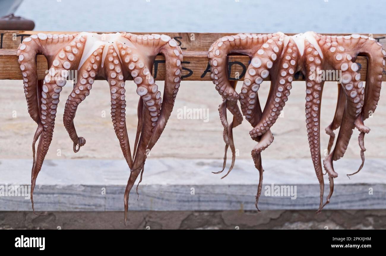 Tintenfische hing in Naoussa Hafen, Paros, Kykladen, Griechenland zum Trocknen ab Stockfoto