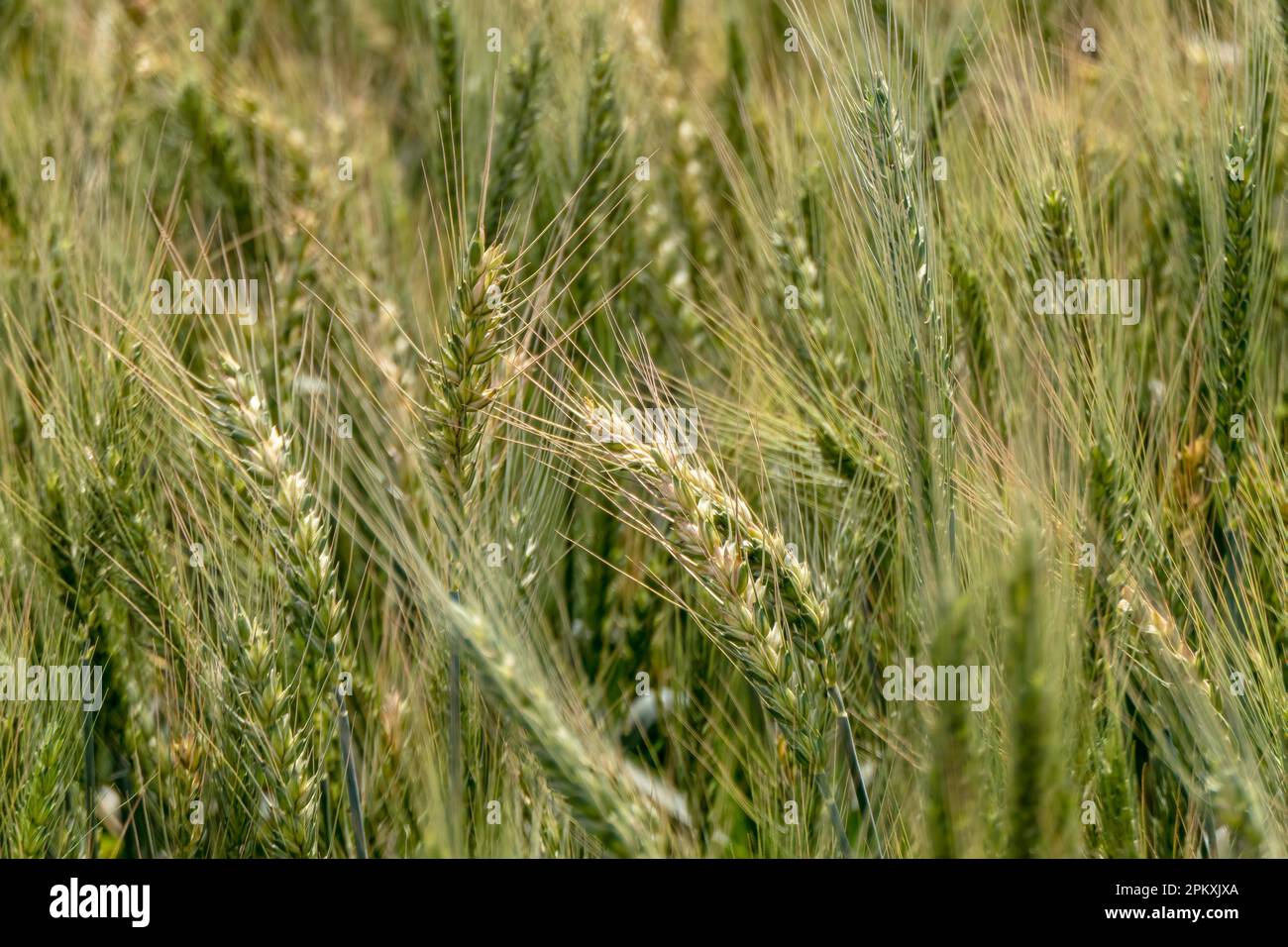 Reifeohren von Roggen auf einem landwirtschaftlichen Feld. Selektiver Fokus. Israel Stockfoto
