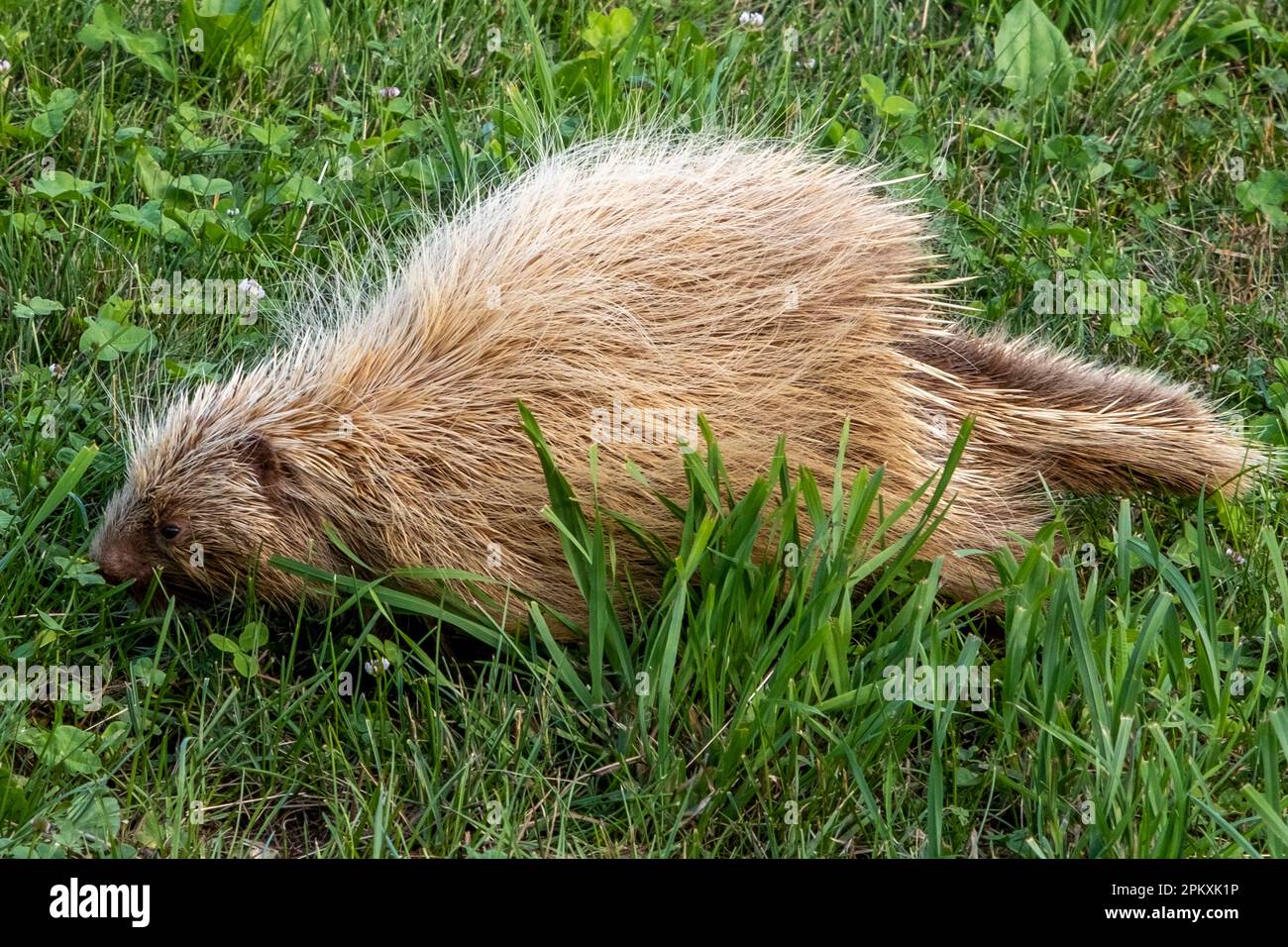 Ein Stachelschwein in Phillipston, Massachusetts Stockfoto