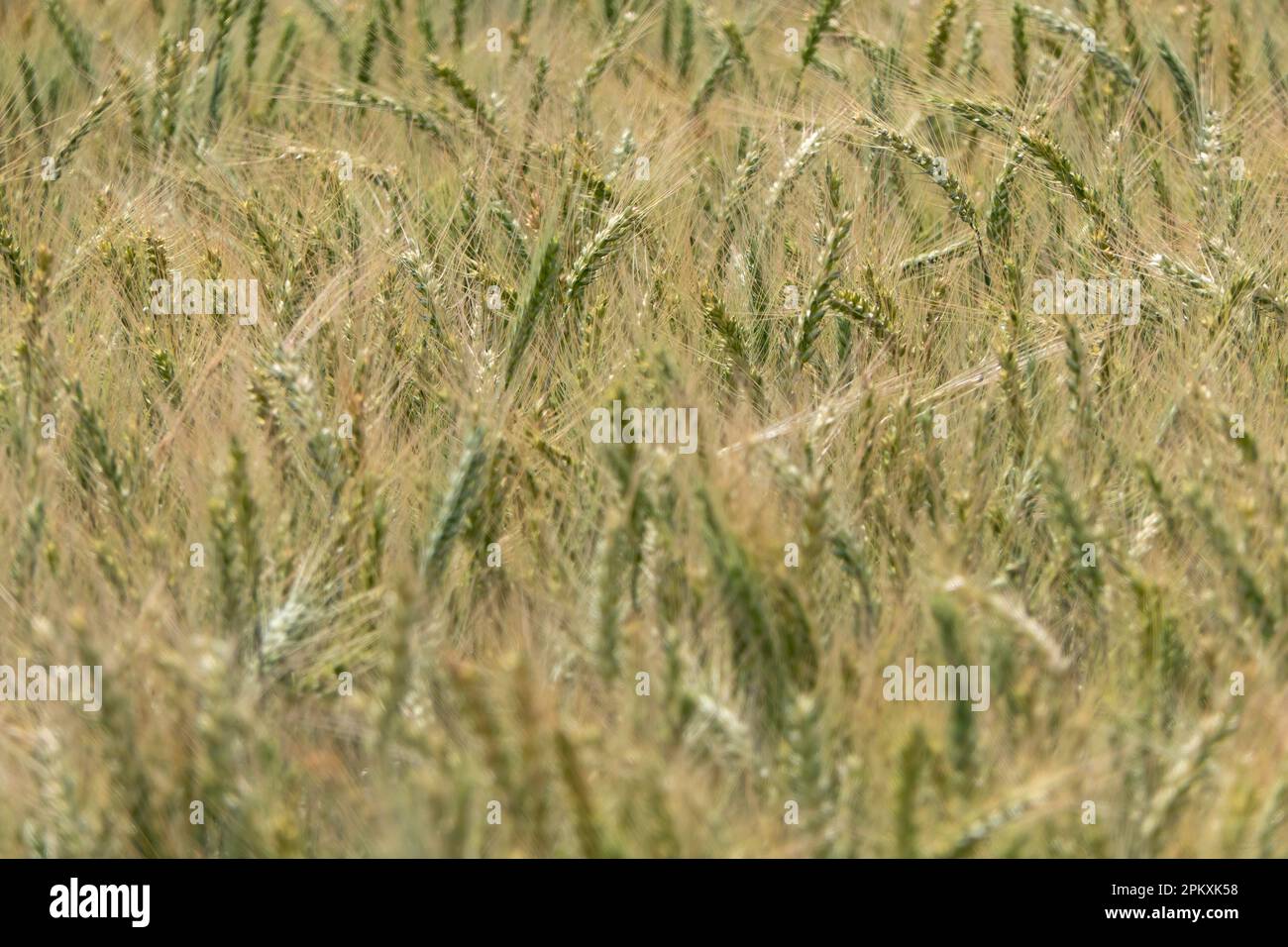 Reifeohren von Roggen auf einem landwirtschaftlichen Feld. Selektiver Fokus. Israel Stockfoto