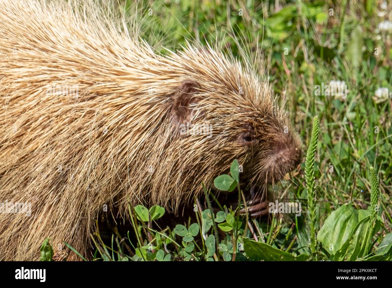 Ein Stachelschwein in Phillipston, Massachusetts Stockfoto