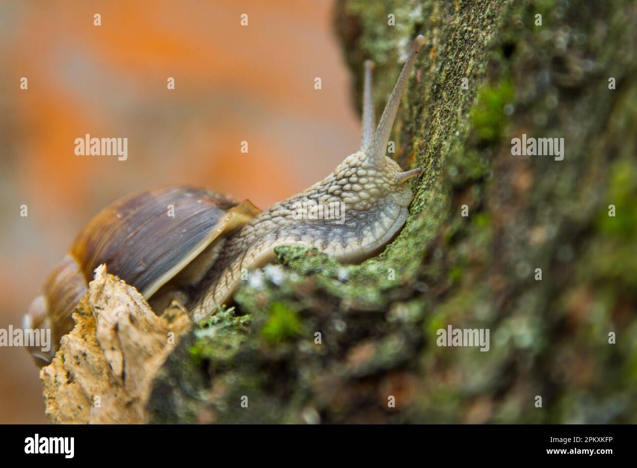 Römische Schnecke Stockfoto