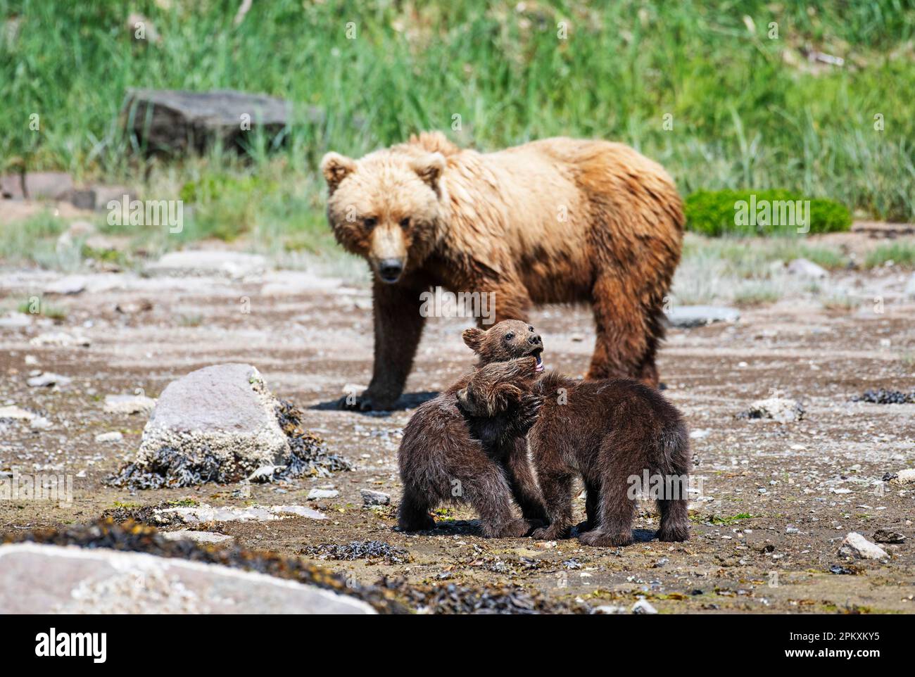 Mutterbär mit zwei Jungen, Grizzlybär, Küstenbraunbär (Ursus Arctos middendorfi), Kukak Bay, Katmai Nationalpark, AlaskaGrizzly Mutterbär Stockfoto