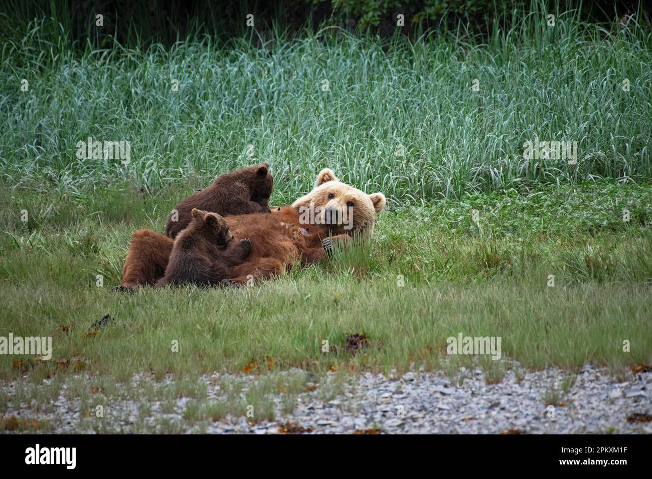 Mutterbär saugt ihre beiden Jungen, Grizzlybär, Küstenbraunbär (Ursus Arctos middendorfi), Kukak Bay, Katmai-Nationalpark, Alaska Stockfoto