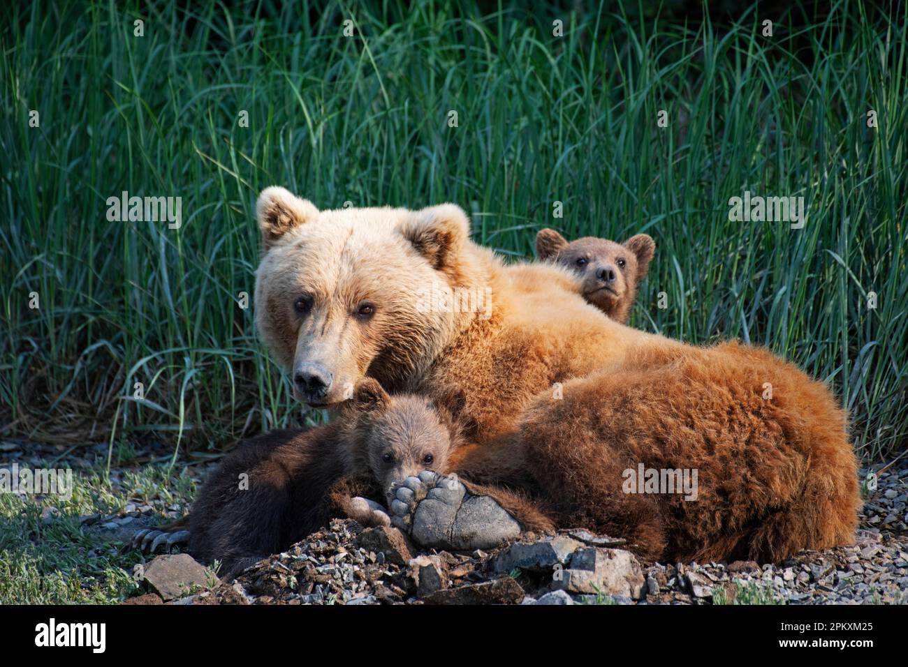 Mutterbär mit zwei Jungen, Küstenbraunbär (Ursus Arctos middendorfi), Kukak Bay, Katmai-Nationalpark, Alaska, USA Stockfoto