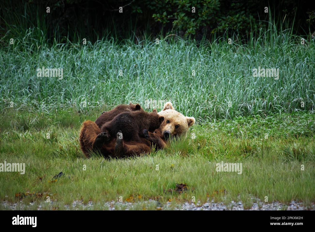 Mutterbär saugt ihre beiden Jungen, Grizzlybär, Küstenbraunbär (Ursus Arctos Middendorfi), Kukak Bay, Katmai Nationalpark, AlaskaGrizzly Bär Stockfoto