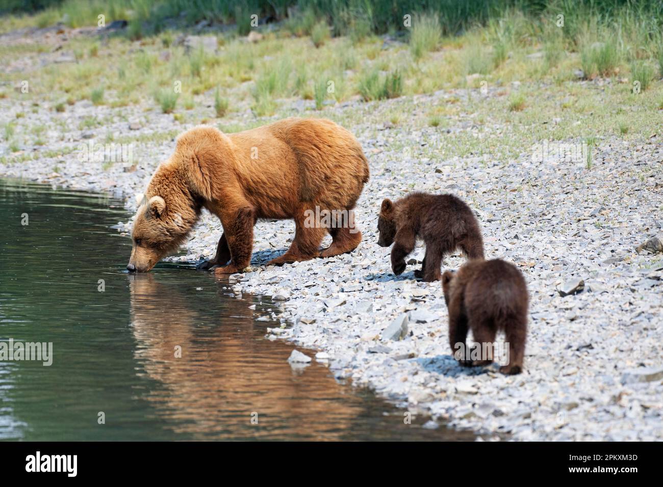 Mutterbär mit zwei Jungen, die Salzwasser trinken, junger Grizzlybär, Küstenbraunbär (Ursus Arctos middendorfi), Kukak Bay, Katmai-Nationalpark Stockfoto