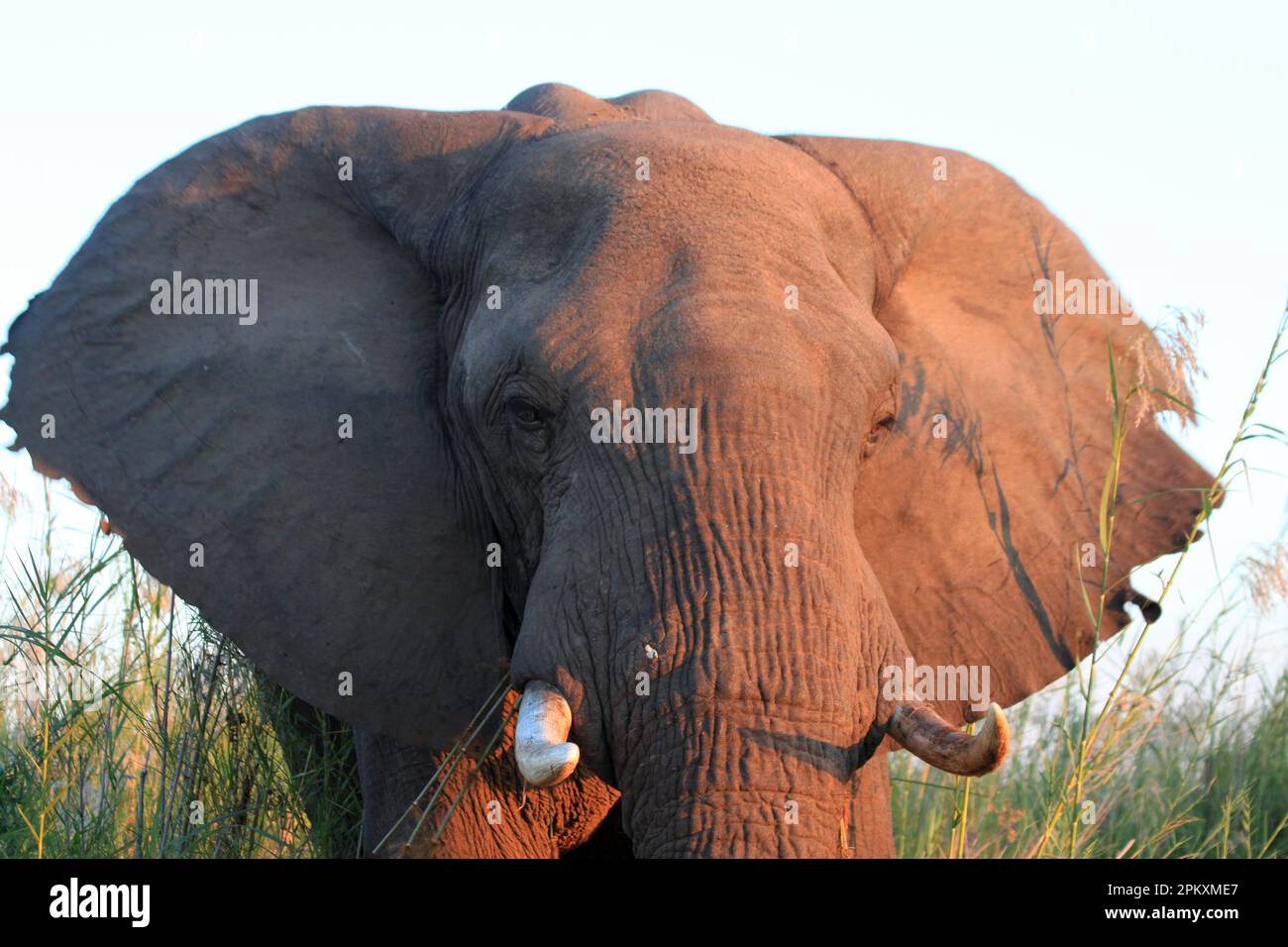 Elefant, Niedersambesi, Sambesi, Simbabwe Stockfoto
