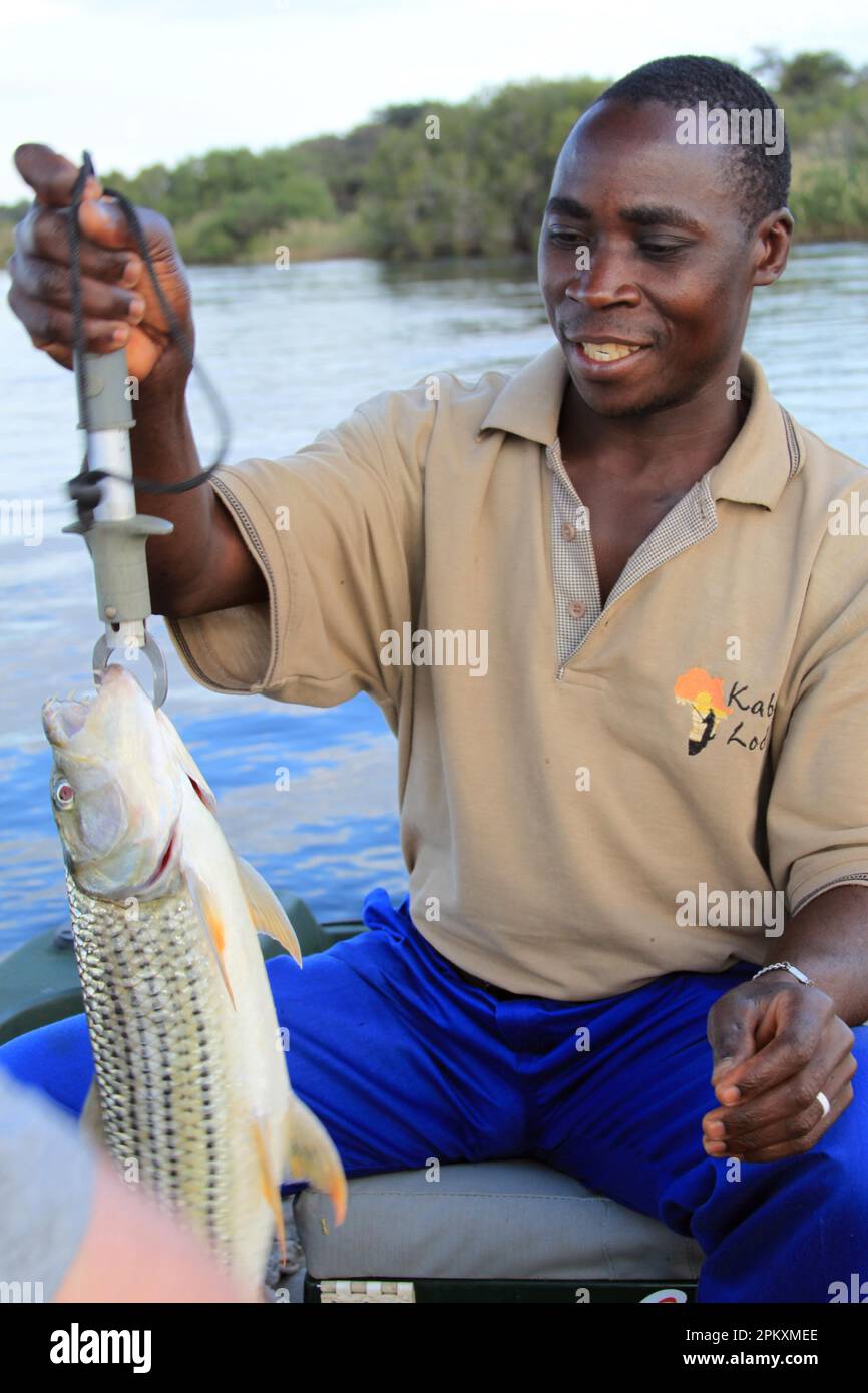 Goliath tigerfish -Fotos und -Bildmaterial in hoher Auflösung – Alamy Goliath tigerfish -Fotos und -Bildmaterial in hoher Auflösung – Alamy