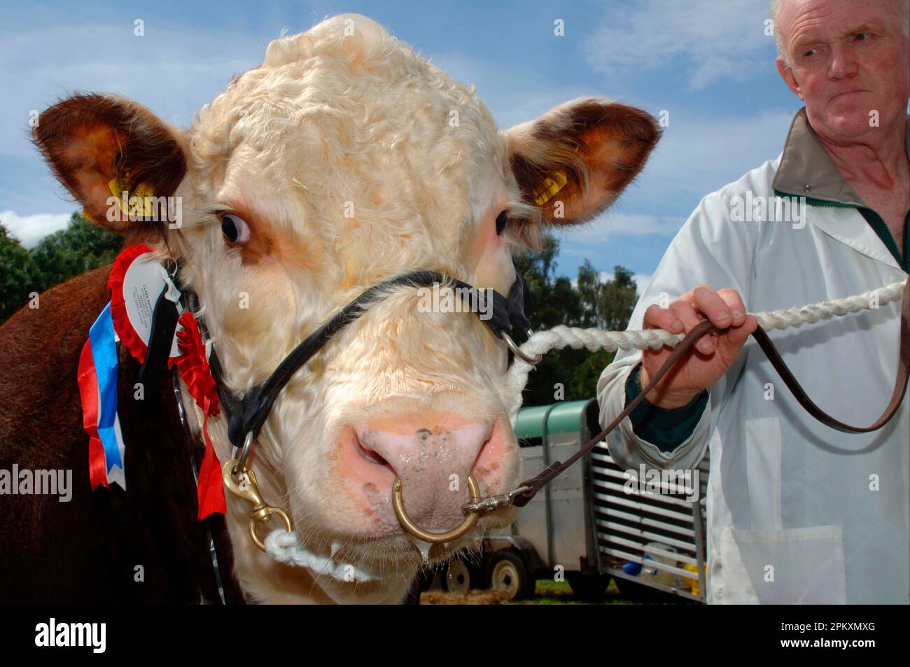 Hausrinder, Hereford-Stier, Nahaufnahme des Kopfes, mit Rosette bei der Show, Halter, Nasenring, Halteseil und Halter, Nordirland Stockfoto