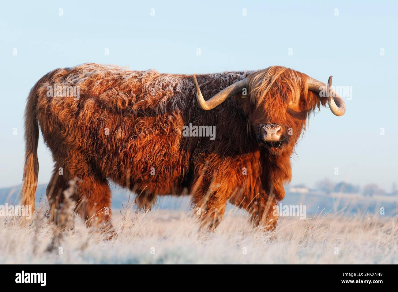 Hausrinder, Hochlandrinder, Bullen, stehen im Morgengrauen auf frostbedeckten Weideland, Oare Marshes Nature Reserve, Kent Wildlife Trust, Kent Stockfoto