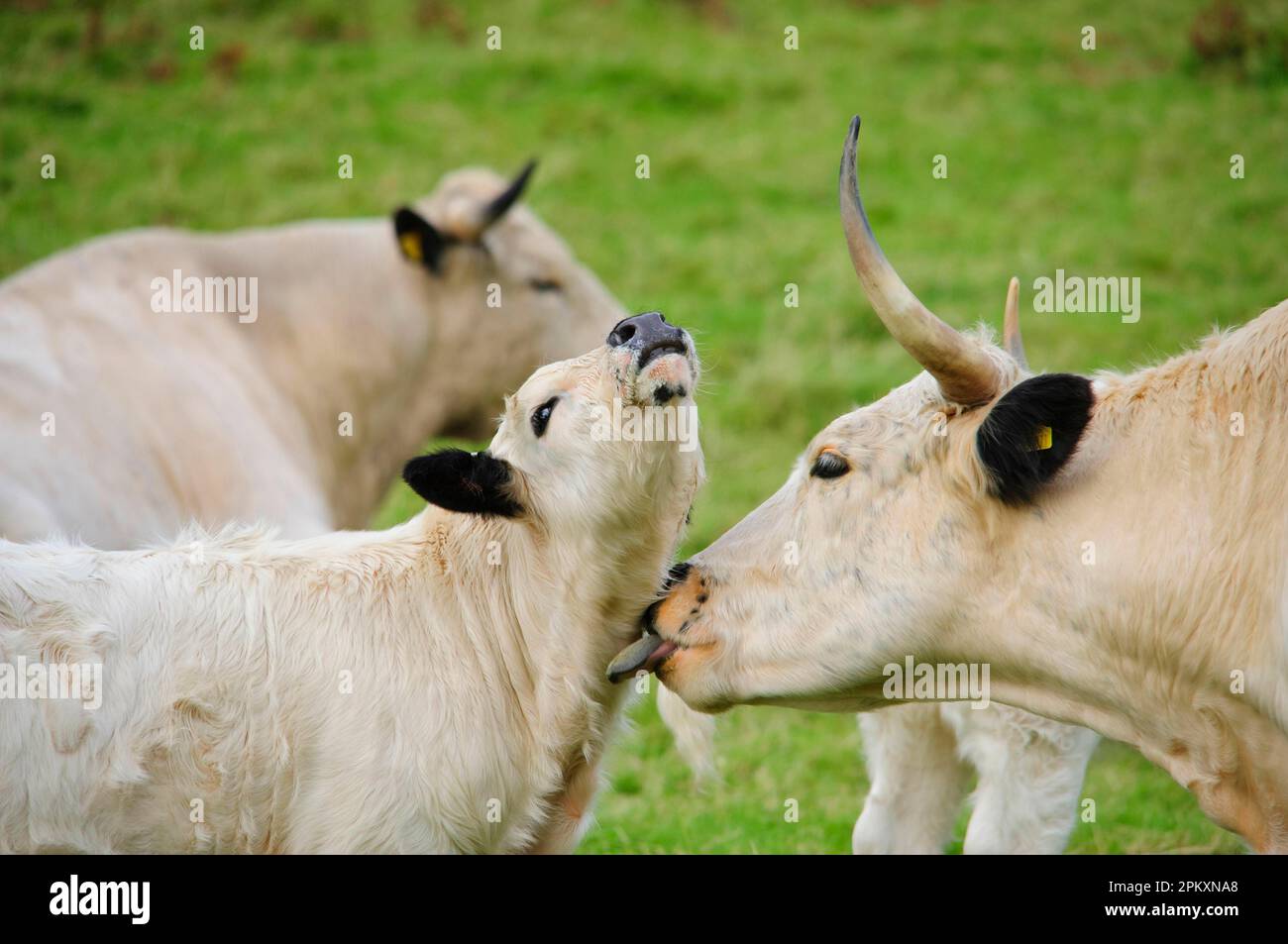 Hausrinder, Weiße-Park-Kühe, die Kalb lecken, Nahaufnahme der Köpfe, Llandeilo, Carmarthenshire, Wales, Vereinigtes Königreich Stockfoto