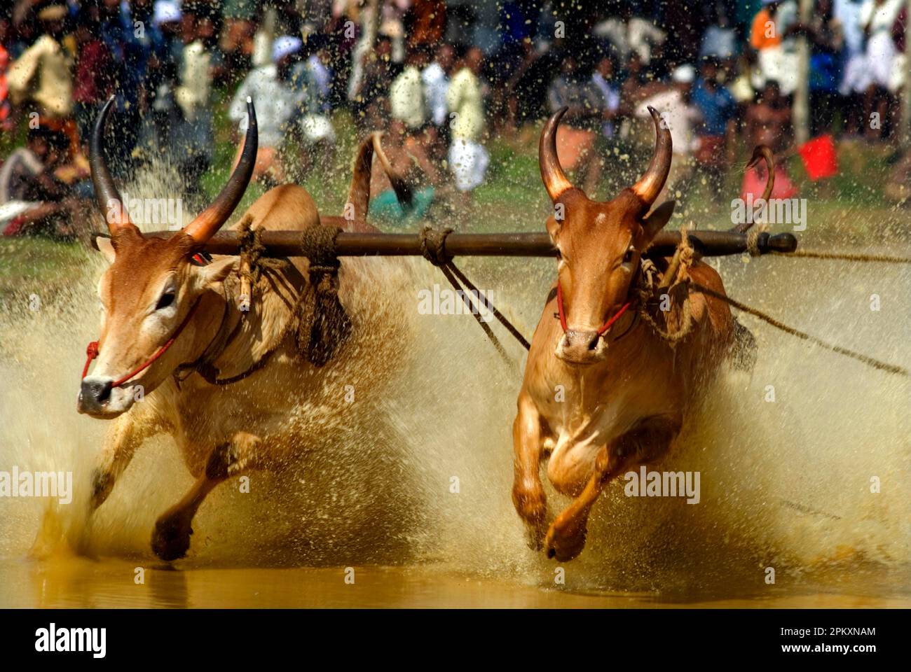 Hausrinder, Zebu in einem Bullenrennen, sportliche Aktivitäten nach dem Monsun, im Wasser eines Reisfeldes, Kerala, Indien Stockfoto