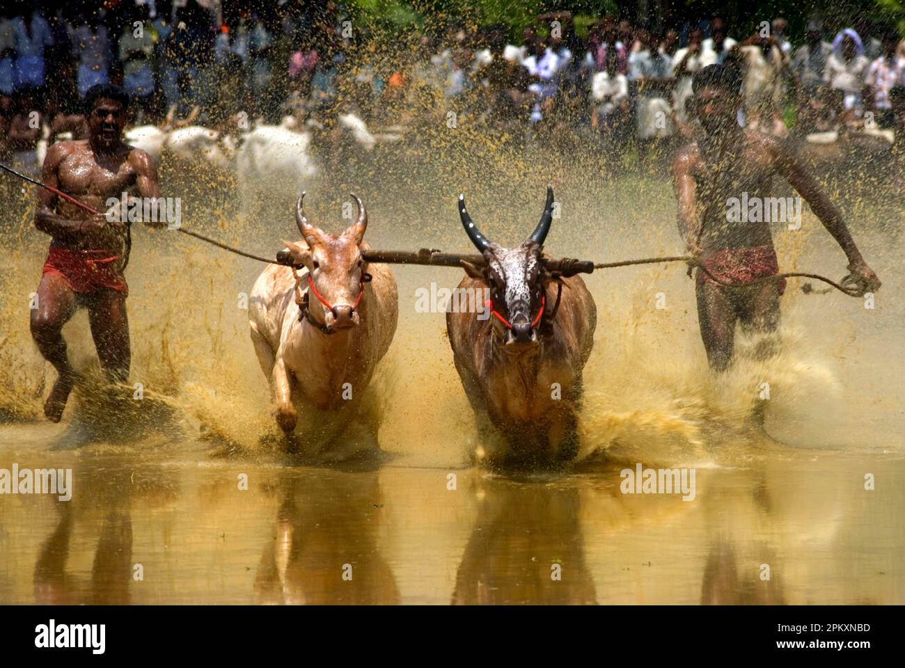 Hausrinder, Zebu und Pfleger bei einem Bullenrennen, sportliche Aktivitäten nach dem Monsun, im Wasser eines Reisfeldes, Kerala, Indien Stockfoto