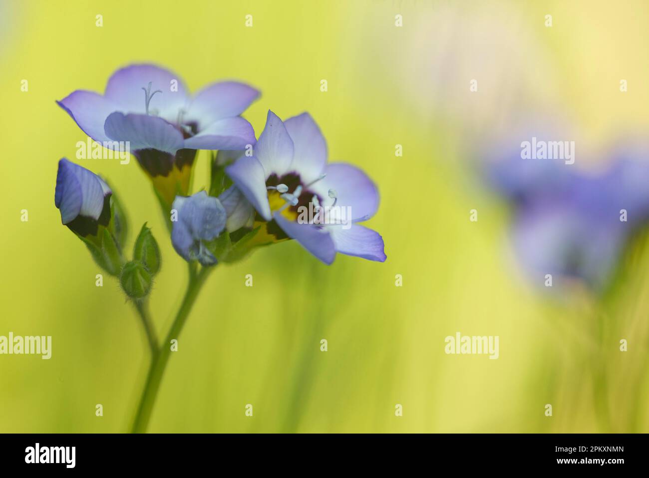 Vogelaugen (Gilia Tricolor) Stockfoto