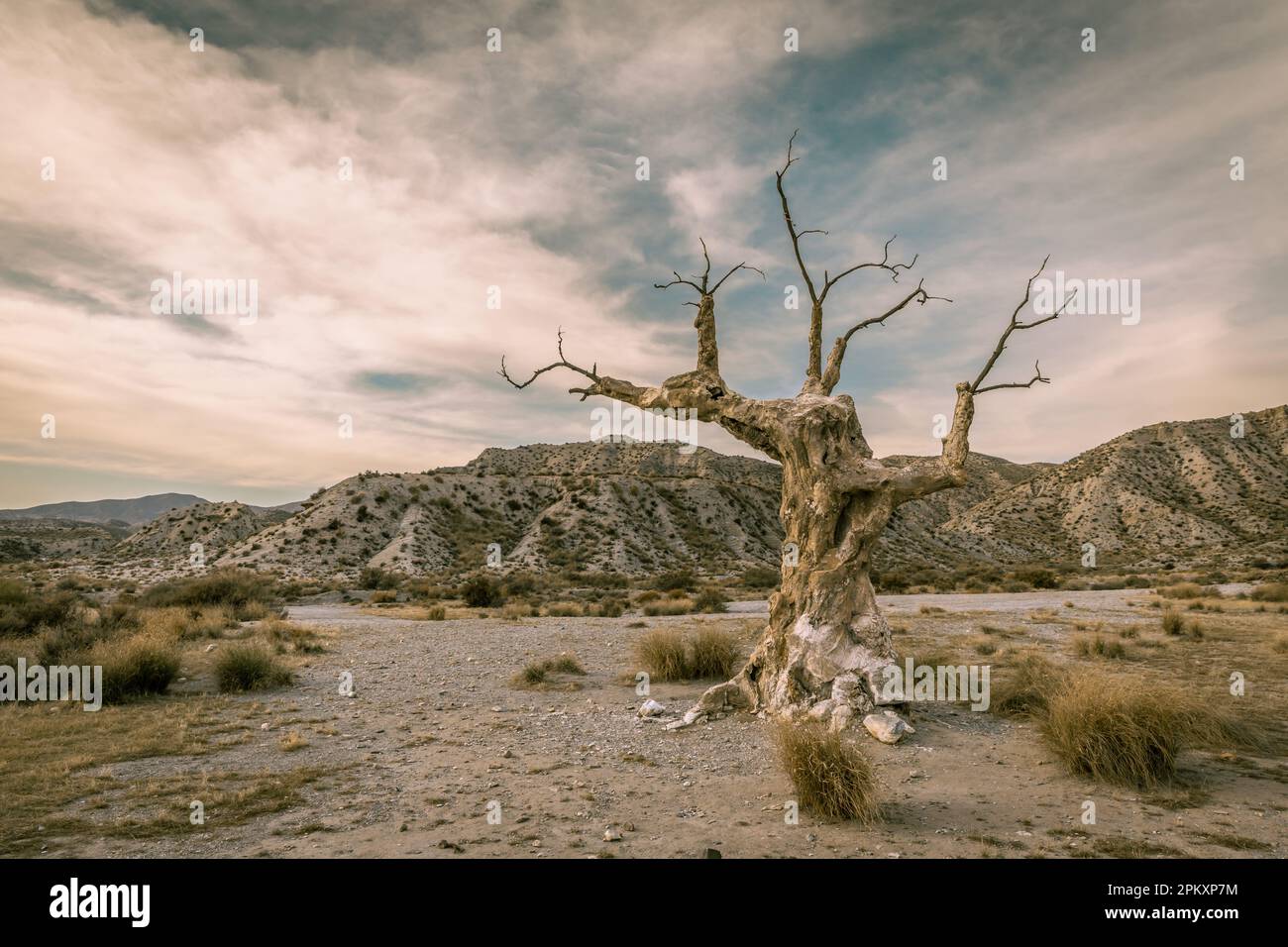 Der Henkerbaum in der Wüstenlandschaft Tabernas in Almeria Spanien Stockfoto