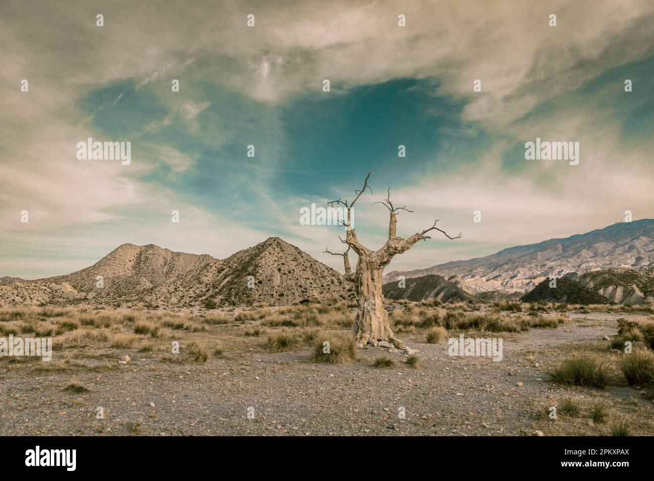 Der Henkerbaum in der Wüstenlandschaft Tabernas in Andalusien Spanien Stockfoto