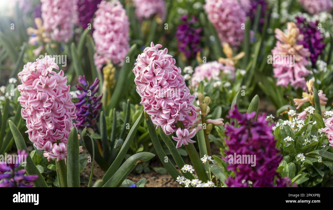 Pink Pearl Normale Hyazinth. Großes Blumenbeet mit bunten Hyazinthen, traditionellen Osterblumen, Blumenhintergrund, Osterhintergrund Stockfoto