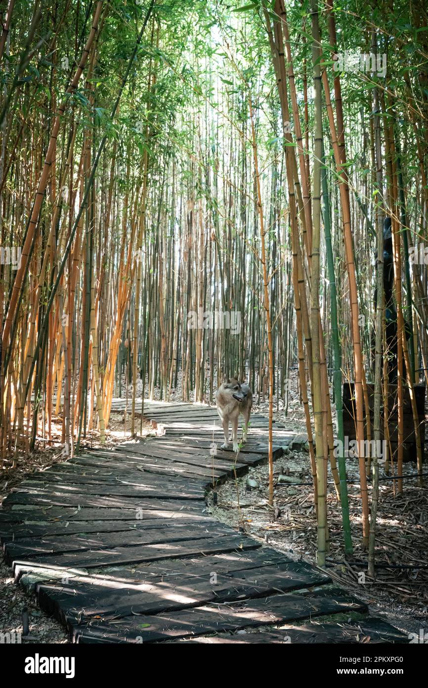 Teil des Gartens Bacalhoa Buddha eden in Bombarral Portugal Stockfoto