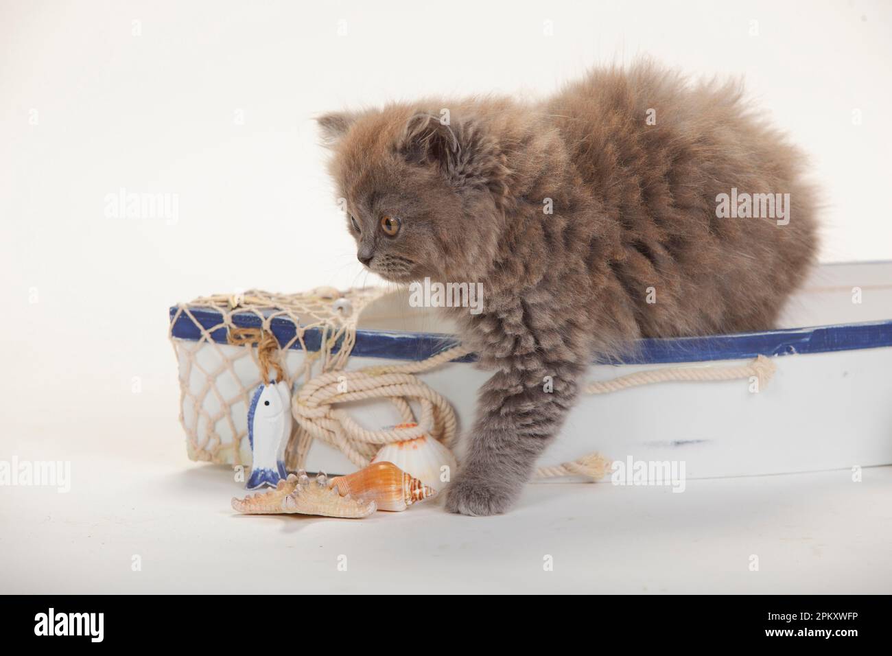 Britischer Longhair, Kätzchen, 9 Wochen, blau Stockfoto