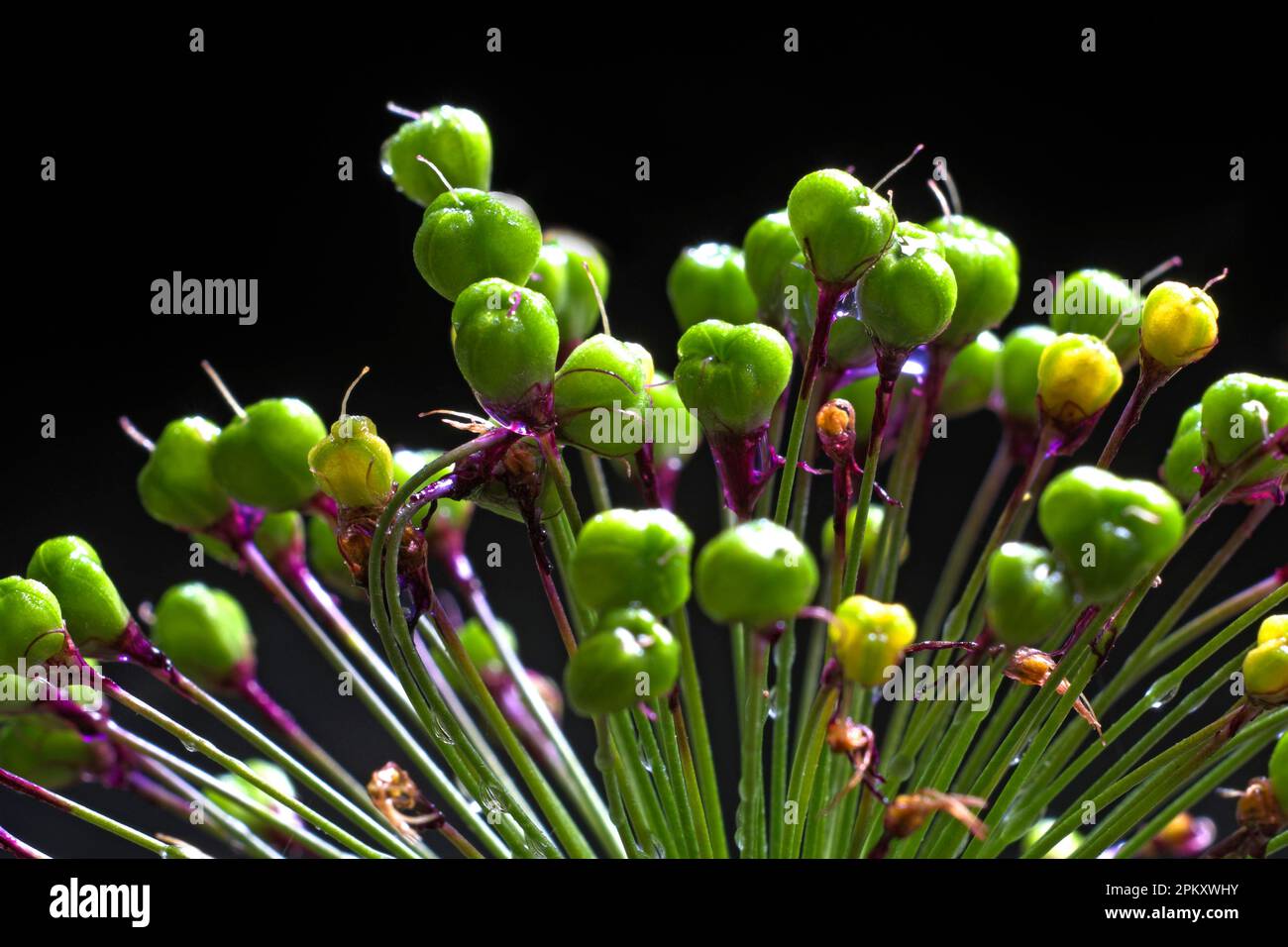 Globe-Lauch, Lauch-Familie, Zierlech, Purple Senation (Allium aflatunense) Stockfoto