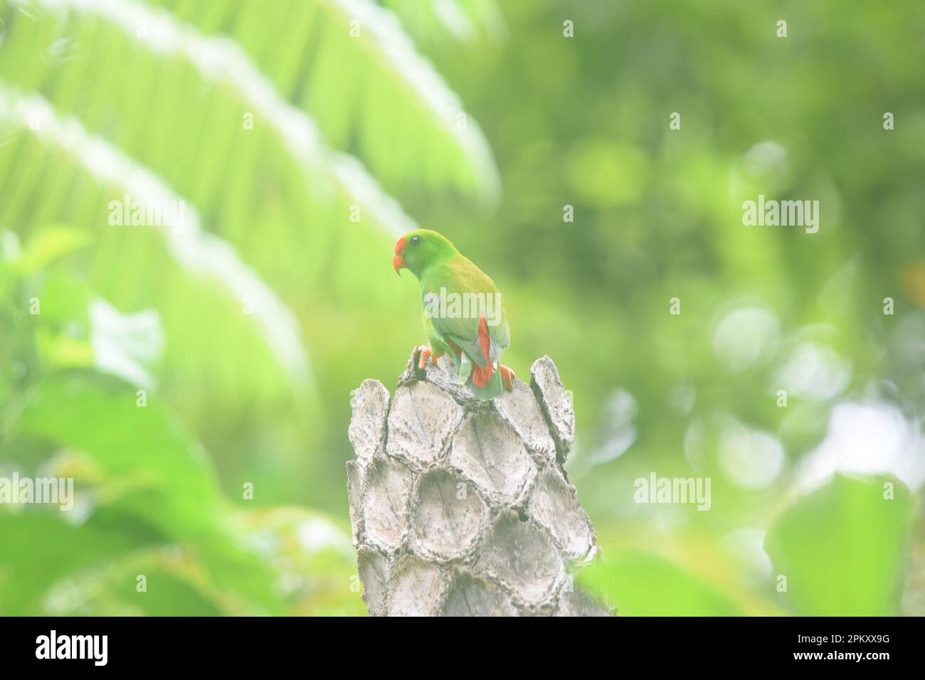 Bacong, Philippinen. 10. April 2023. Hängende Papageien sind Vögel der Gattung Loriculus, einer Gruppe kleiner Papageien aus dem tropischen Südasien. Etwa 13 cm lang, hängende Papageien sind meist grün gepflückt und kurzschwanzig. Häufig hilft die Kopffarbe bei der Identifizierung einzelner Spezies. (Foto: Joseph C. Ceriales/Pacific Press) Kredit: Pacific Press Media Production Corp./Alamy Live News Stockfoto