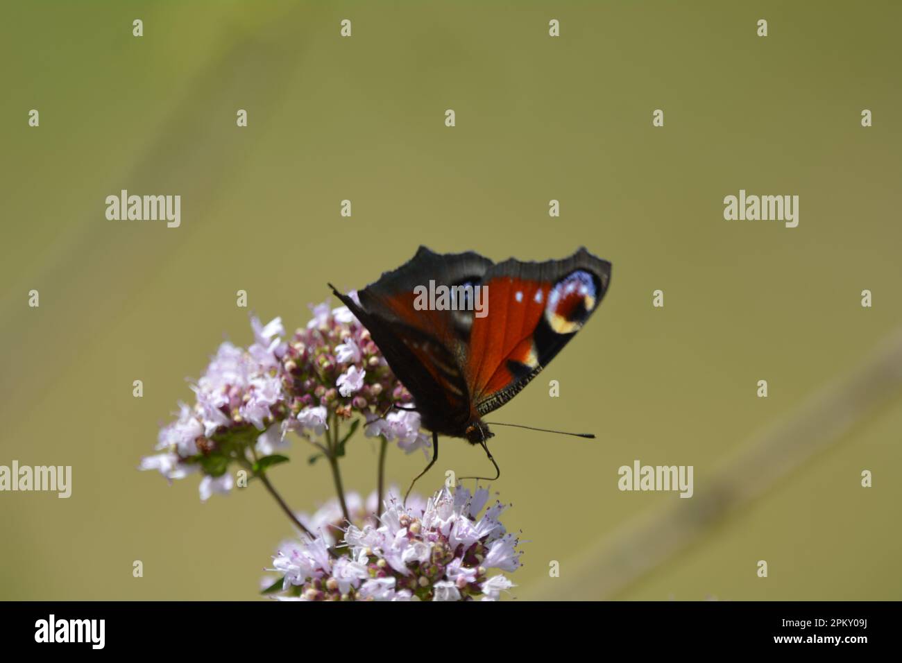 Schmetterling Tagpfauenauge Stockfoto