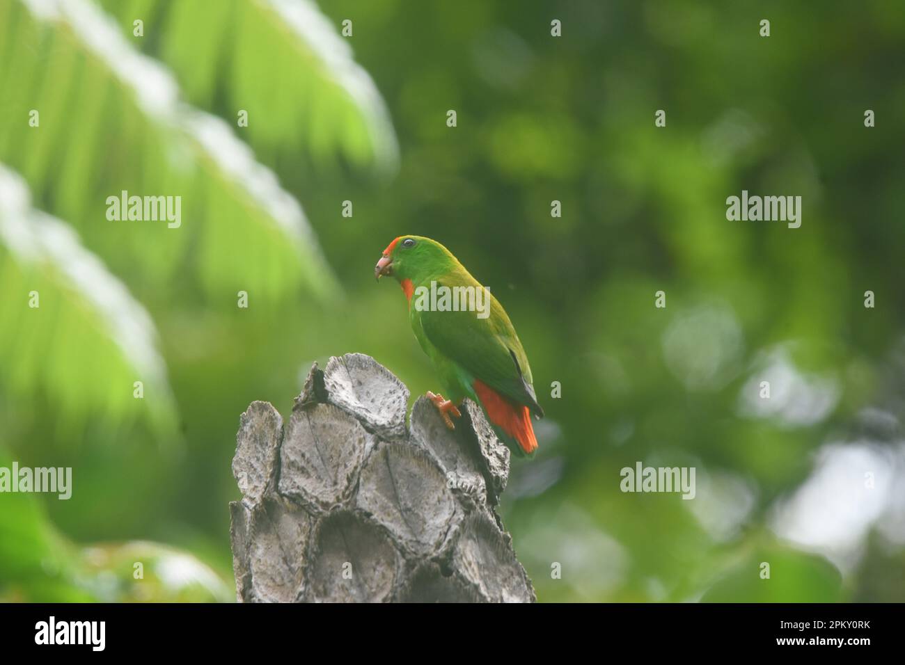 Bacong, Negros Oriental, Philippinen. 10. April 2023. Hängende Papageien sind Vögel der Gattung Loriculus, einer Gruppe kleiner Papageien aus dem tropischen Südasien. Etwa 13 cm lang, hängende Papageien sind meist grün gepflückt und kurzschwanzig. Häufig hilft die Kopffarbe bei der Identifizierung einzelner Spezies. (Kreditbild: © Joseph C. Ceriales/Pacific Press via ZUMA Press Wire) NUR REDAKTIONELLE VERWENDUNG! Nicht für den kommerziellen GEBRAUCH! Stockfoto