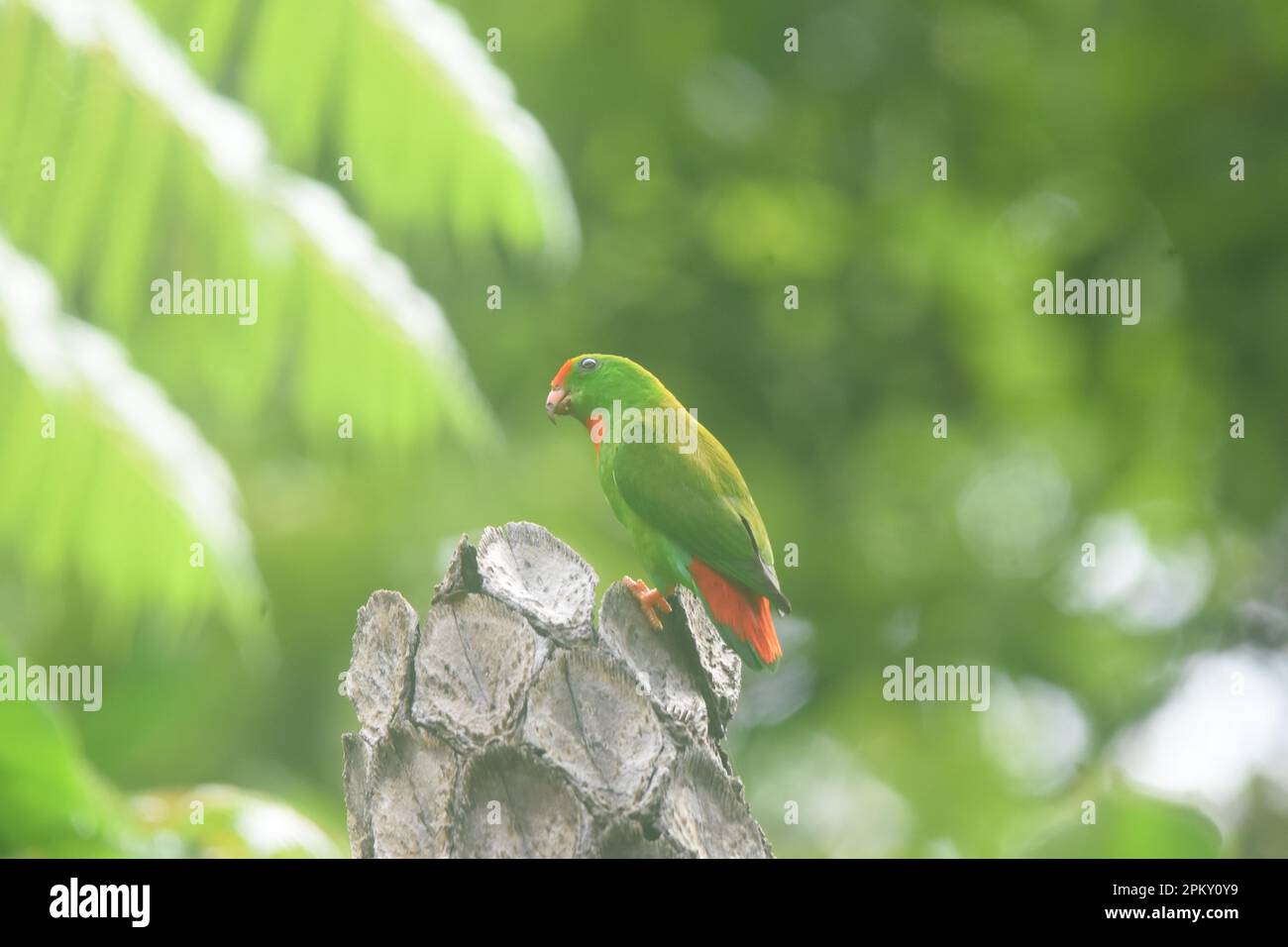 Bacong, Negros Oriental, Philippinen. 10. April 2023. Hängende Papageien sind Vögel der Gattung Loriculus, einer Gruppe kleiner Papageien aus dem tropischen Südasien. Etwa 13 cm lang, hängende Papageien sind meist grün gepflückt und kurzschwanzig. Häufig hilft die Kopffarbe bei der Identifizierung einzelner Spezies. (Kreditbild: © Joseph C. Ceriales/Pacific Press via ZUMA Press Wire) NUR REDAKTIONELLE VERWENDUNG! Nicht für den kommerziellen GEBRAUCH! Stockfoto