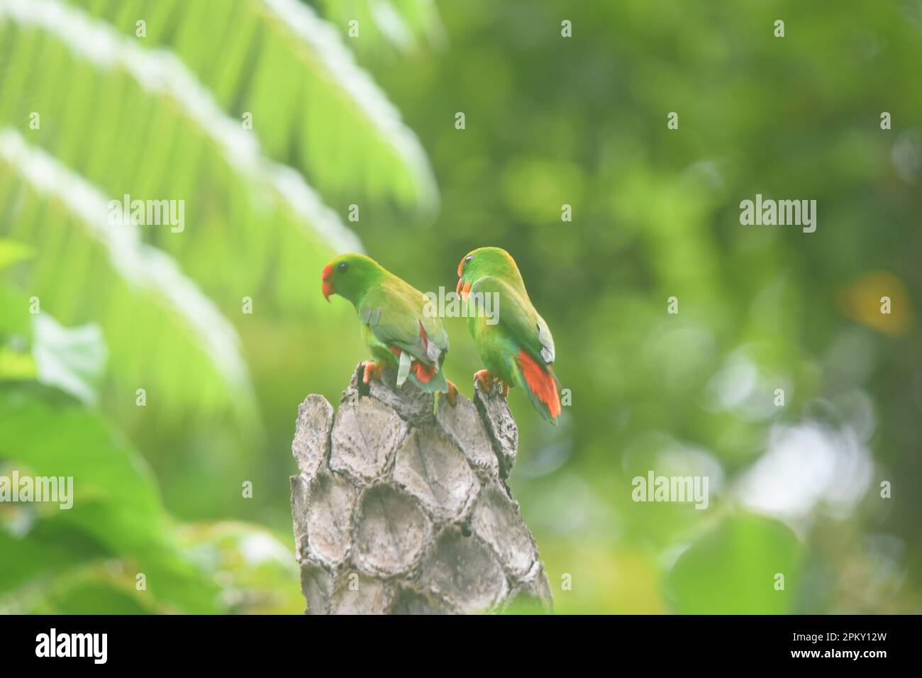 Bacong, Negros Oriental, Philippinen. 10. April 2023. Hängende Papageien sind Vögel der Gattung Loriculus, einer Gruppe kleiner Papageien aus dem tropischen Südasien. Etwa 13 cm lang, hängende Papageien sind meist grün gepflückt und kurzschwanzig. Häufig hilft die Kopffarbe bei der Identifizierung einzelner Spezies. (Kreditbild: © Joseph C. Ceriales/Pacific Press via ZUMA Press Wire) NUR REDAKTIONELLE VERWENDUNG! Nicht für den kommerziellen GEBRAUCH! Stockfoto