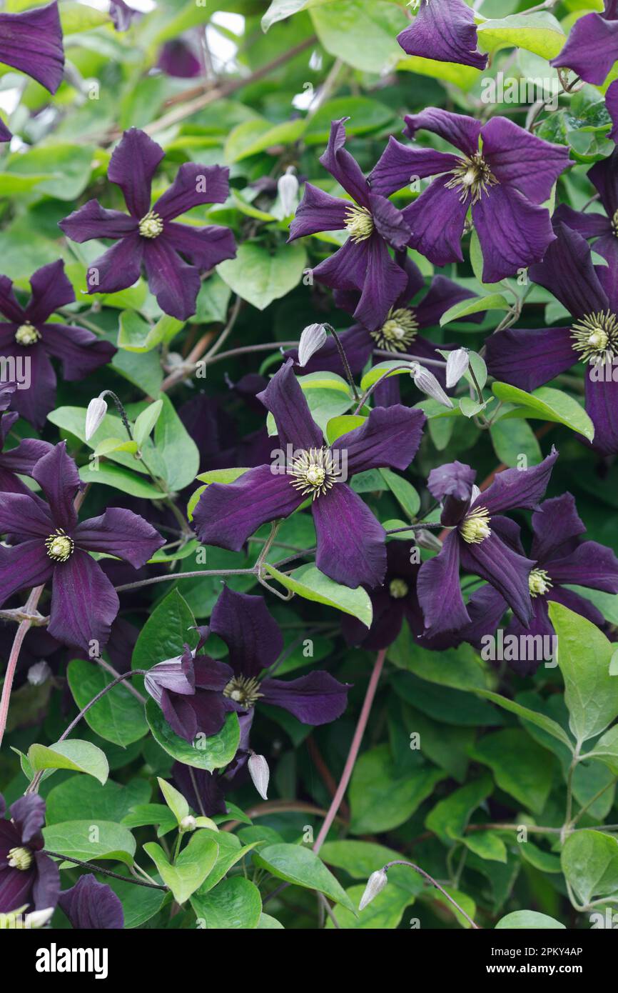 Clematis "Romantika" Stockfoto