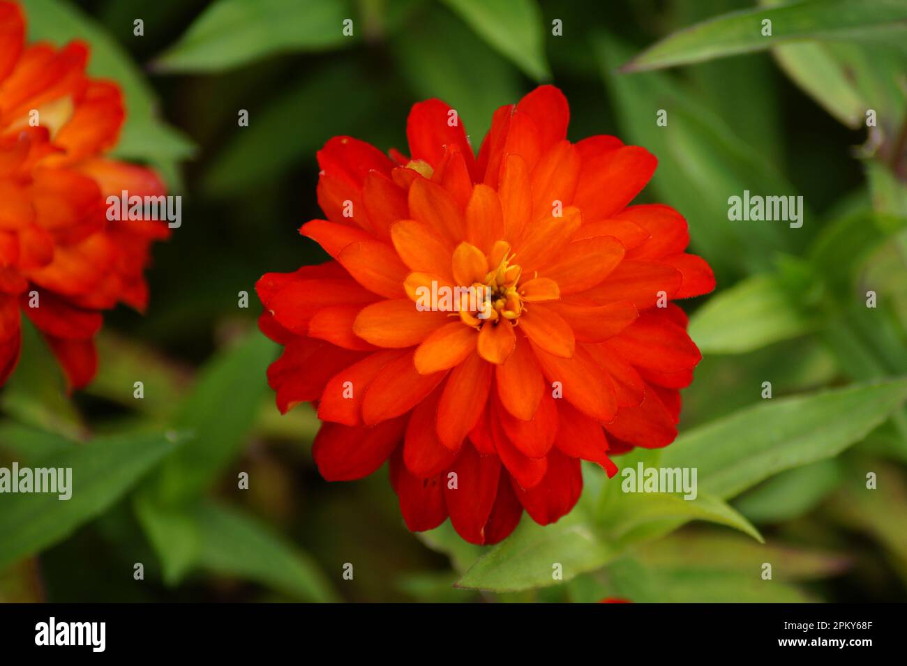 Rote Zinnien Blume doppelfeuer zahara Stockfoto