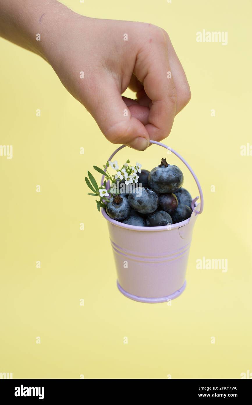 Die Hand des Kindes hält einen kleinen Souvenireimer aus Metall mit reifen, frisch gepflückten Blaubeeren auf gelbem Hintergrund. Ernten Sie Vitamine, köstliche Sommerbeeren. po Stockfoto